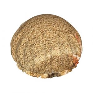 Bonnets de bain réutilisables pour femmes cheveux longs plage coquille sable imprimé Double couche imperméable bain douche chapeau (yichangZX, neuf)