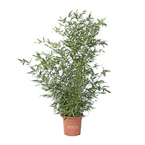 KENTIS - Bambusa Phyllostachys Bissetii - Bambou Plante Verte d’éxterieur - Plante de Haie - H 170-200 cm Pot de Ø 24 cm (Kentis, neuf)