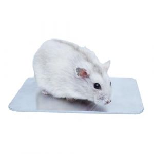 Begeterday Plaque de refroidissement pour hamster de 12 cm x 8 cm, un accessoire indispensable pour la cage &agrave; hamster d'&eacute;t&eacute; (Begeterday, neuf)
