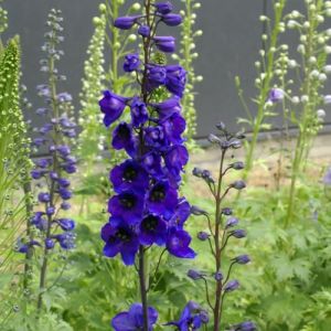 50 Graines DELPHINIUM - Pied D'alouette - Delphinium Elatum - Fleur Bleu Violet - Jardin - 263 (✅Abrakado✅, neuf)