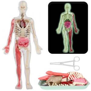 SUQ Science Peut Modèle de Corps Humain pour Les Enfants, Modèle d'Anatomie du Torse Humain, Kit Amovible de Science du Corps Humain pour Les Enfants Garçons Filles âge 6+, Bricolage Noctilucent (SUQ, neuf)