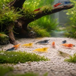Neocaridina davidi &ndash; Lot de 10 crevettes d&rsquo;Aquarium vivantes &ndash; Mix de Couleurs &ndash; Nano-Aquarium & bacs communautaires &ndash; &Eacute;levage fran&ccedil;ais NeoTropic (EARL NeoTropic, neuf)