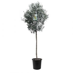 Tropictrees Olivier Naturel, Véritable Olivier Arbre avec Un Tronc de 160 cm de Hauteur, 6-8 cm de Circonférence, Plante Exterieur Jardin et Arbre Fruitier pour la Décoration (Tropictrees, neuf)