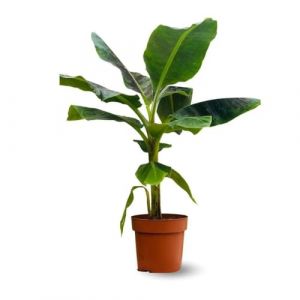 Attitude Jardin - Bananier musa - plante d'intérieur & extérieur - 70-80 cm - ⌀ 20 cm - purificateur d'air (Attitude Jardin & Pépinière la Bayorre, neuf)