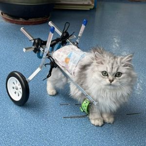 Chariot Chien Handicapé Fauteuil Roulant pour Chien/ chat avec 2 Roues et Harnais, Remorque Vélo Extra Petite pour Chien Paralysé Aux Pattes Arrières, Chariot Léger pour Animaux de Compagnie pour Chat (29th July, neuf)