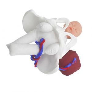 Gatuida Mod&egrave;le Bassin F&eacute;minin R&eacute;aliste Pour Accouchement Avec F&oelig;tus Cordon Ombilical Et Placenta &Eacute;ducatif Pour &Eacute;tudiants Et Cours Pr&eacute;nataux (Brandon Zou, neuf)