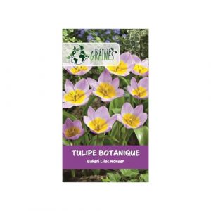 10 Bulbes de tulipes botaniques 'Bakeri Lilac Wonder' - Variété naine, rose lilas (Planète Graines, neuf)