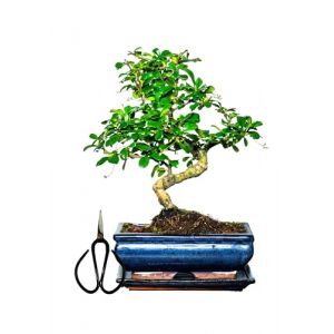 Bonsa&iuml; Arbre avec pot de fleurs en c&eacute;ramique d'environ 25-35 cm de haut, soucoupe et ciseaux - Coffret cadeau bonsa&iuml; - (bol de 20 cm environ 8-9 ans, bonsa&iuml; chinois Carmona) (BonsaiDE, neuf)