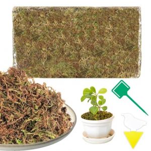 200g Sphaigne pour Plante Naturelle Compressé Sphaigne pour Orchidées Mélange pour Pot - pour Orchidées Terrarium Jardin Bonsaïs Reptile Amphibien (CHENJUNHUA LIMITED, neuf)