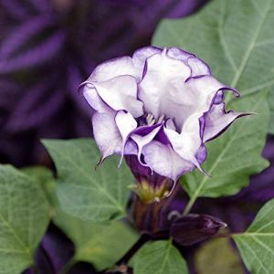 Datura Metel Graines Datura Metel Fl. PL (ghino di tacco, neuf)