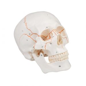Mod&egrave;le anatomique de cr&acirc;ne avec marquage blanc num&eacute;rot&eacute; - Mod&egrave;le didactique pour les &eacute;tudes m&eacute;dicales Blanc (Glowki, neuf)