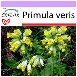SAFLAX - Primev&egrave;re officinale - 100 graines - Primula veris (SAFLAX, neuf)