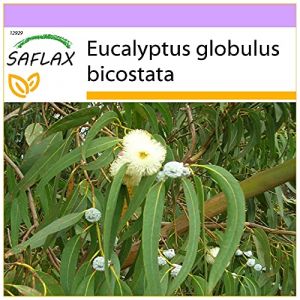 SAFLAX - Eucalyptus (bicostata) - 100 graines - Eucalyptus globulus bicostata (SAFLAX, neuf)