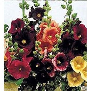 Graines Paquet: 25 Happy Mix lumières trémière Graines, Blanc, Jaune, Rouge, Violet, et Rose! Monofloraux (✅Abrakado✅, neuf)