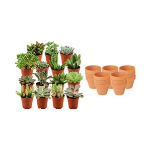 ZynesFlora Succulentes Naturelles en pot de fleurs terre cuite &Oslash; 8.1 cm - Lot de 15 - Hauteur: 5-10 cm - M&eacute;lange de Succulentes Petite Vari&eacute;t&eacute;s Diverses Plantes Grasses d'Int&eacute;rieur (Green boutiQ, neuf)