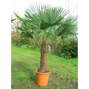 20 Graines - Palmier de Chine - Trachycarpus fortunei - Palmier de Chusan - Arbre Jardin - 258 (✅Abrakado✅, neuf)