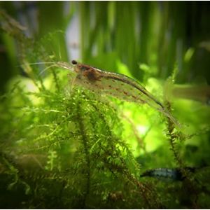 Lot de 10 Crevettes Caridina Japonica Amano pour Aquarium d'eau Douce - lebonaqua (LBA France, neuf)