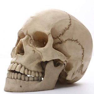 YXFYXF ModèLe De CrâNe Humain Anatomique MéDical, 1: 1 ModèLe RéAliste D'Os De TêTe Humaine en RéSine De Taille RéElle A Une MâChoire Amovible, DéCorations De FêTe d'halloween (YingXianBaiZhiDianZiShangWuYouXianGongSi, neuf)