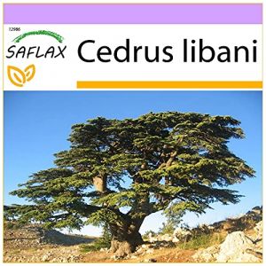 SAFLAX - C&egrave;dre du Liban - 20 graines - Cedrus libani (SAFLAX, neuf)