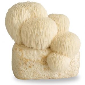 Hawlik Pilzbrut - BIO Culture de Lions Mane - Kit champignons à faire pousser- Cultiver soi-même Hericium - Set de culture de champignons crinière de lion - Kit champignon pour la maison (Pilzbrut, neuf)