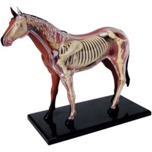 Générique Modèle 4D d'anatomie du Cheval - Squelette Animal, biologie détachable, 26 pièces pour Clinique vétérinaire, Formation et enseignement Scolaire (HUYTREDG, neuf)