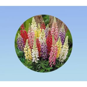 90 Graines de Lupin de Russel strains mixte/lupinus polyphyllus russel mixed (Plan&egrave;te Graines, neuf)