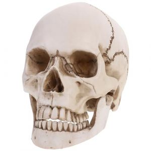 Holibanna 1Pc Humain Modèle de Crâne 1:1 Taille Réelle Squelette Humain Enseignement Tête Skull pour Halloween Maison Hantée Décoration (Jimenez Ursula, neuf)