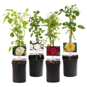 GreenboutiQ - Rosier grimpant - Rosa Rainbow - Fleurs Rose Blanc Jaune Rouge - Peu d'entretien - 4 plantes - Pot 11cm Hauteur 40cm (Green boutiQ, neuf)