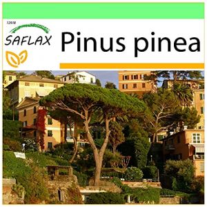 SAFLAX - Pin parasol - 6 graines - Pinus pinea (SAFLAX, neuf)