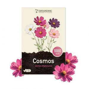 Grounding - Graines de Cosmea Mix blanc, rose et fuchsia, 1000 graines, hauteur 80-120 cm. Le Cosmos bipinnatus est id&eacute;al pour massifs et fleurs coup&eacute;es - Semis facile, Qualit&eacute; Europ&eacute;enne (Grounding Garden, neuf)