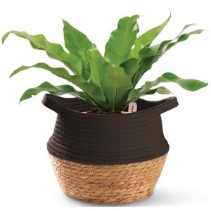 Praknu Panier &agrave; Plantes Osier en Jonc de Mer et Coton - Cache Pot D&eacute;coratif Tress&eacute; - 25 cm - Pot &agrave; Fleurs, &agrave; Plantes et Panier Rangement (Noir) (Niboline, neuf)