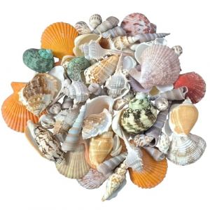 LAPONO Coquillage Decoration Mixte, 350g Coquille Saint Jacques Deco Aquarium Coquillages Marins Coquille de Conque Naturelle Plage d'océan Accessoire pour Aménagement Paysager Mariage Beach Party (LAPENO, neuf)
