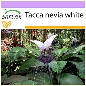 SAFLAX - G&eacute;ant n&eacute;palais - Fleur chauve-souris - 10 graines - Tacca nevia white (SAFLAX, neuf)