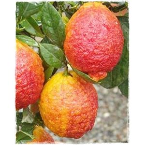 Plante de citron rouge Citrus VolkAmeriana &ndash; en pot : &Oslash; 22 cm &ndash; H. 80/90 cm (venditapiccolifrutti, neuf)