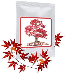 Erable japonais rouge Graines de Bonsaï/env.20 pièces/A.palmatum/cultivable comme bonsaï ou arbre (Magic-of-Nature, neuf)