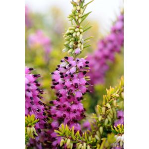 Roué Pépinières - Bruyère d'hiver 'Eva Gold' - En pot de 1 litre
