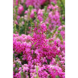 Roué Pépinières - Bruyère d'hiver 'Samantha' - En pot de 1 litre