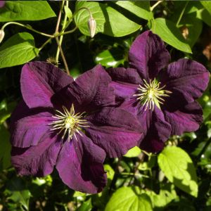 Plantes Avenue - Clématite viticella Etoile Violette - Pot de 3L - Echelle bambou