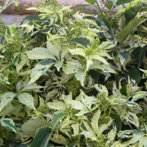Plantes Avenue - Vigne Vierge quinquefolia Star Shower® 'Mooham' - Pot de 1,5L -