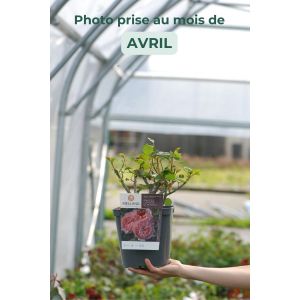 Roué Pépinières - Rosier 'Princesse Charlène de Monaco' ? - En pot de 4 litres