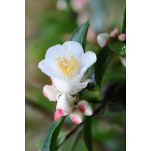 Roué Pépinières - Camélia 'Transnokoensis' - En pot de 2 litres