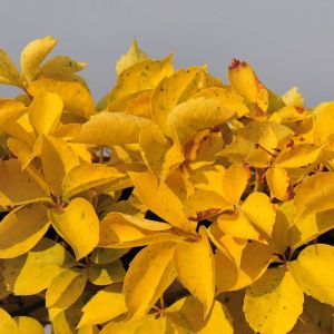 Plantes Avenue - Vigne Vierge quinquefolia Yellow Wall® - Pot de 1,5L - Tuteur ba