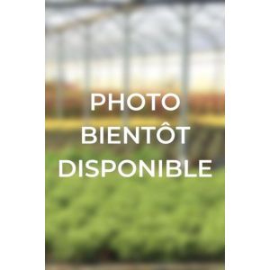 Roué Pépinières - Lilas des Indes 'Rosea Grassi' - En conteneur