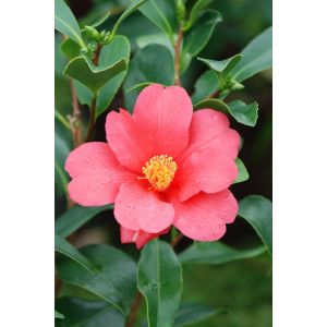 Rou&eacute; P&eacute;pini&egrave;res - Cam&eacute;lia '1001 Summer Nights ? Jasmine' - En pot de 4 litres