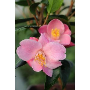 Rou&eacute; P&eacute;pini&egrave;res - Cam&eacute;lia 'Minato No Akebono' - En pot de 3 litres