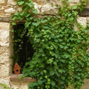 Plantes Avenue - Vigne Vierge tricuspidata Veitchii - Pot de 3L - Echelle bambou