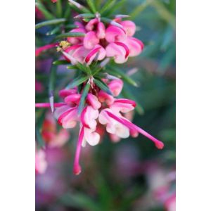 Roué Pépinières - Grevillea 'Rosa Jenkinsii' - En pot de 3 litres