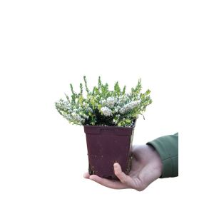 Roué Pépinières - Bruyère d'hiver 'White Perfection' - En pot de 1 litre
