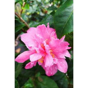 Rou&eacute; P&eacute;pini&egrave;res - Cam&eacute;lia 'Fragrant Pink' - En pot de 1 litre