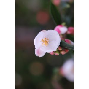 Roué Pépinières - Camélia 'Cupido' - En pot de 5 litres